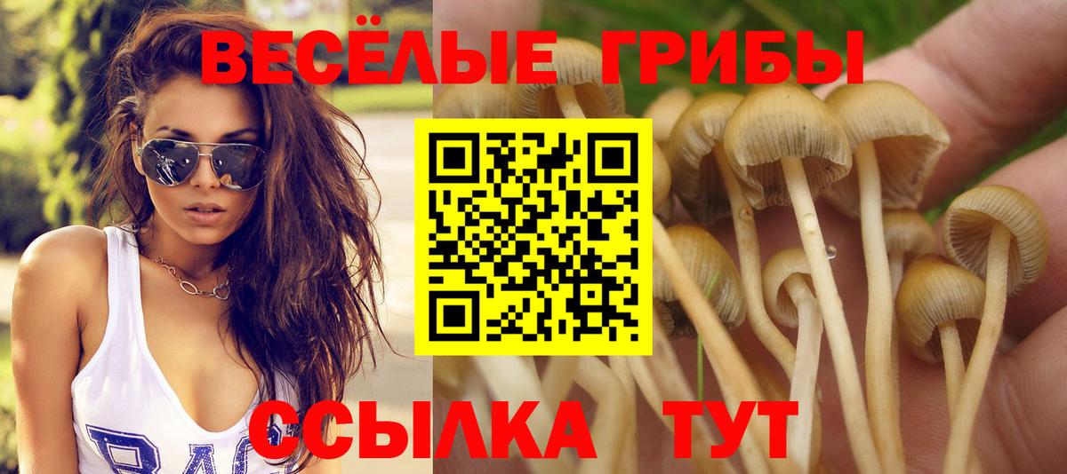 Галлюциногенные грибы MAGIC MUSHROOMS  Псилоцибиновые грибы Psilocybine cubensis  Аша  Вход с VPN 